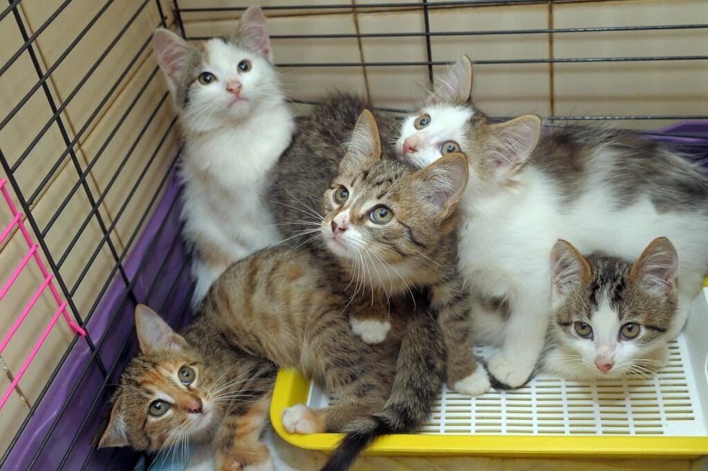 5 tabby and white kittens in a cage