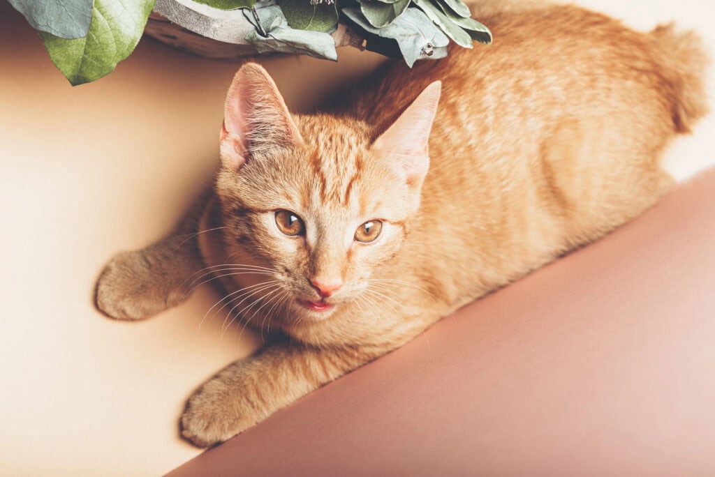 orange tabby Manx cat on table next to plant