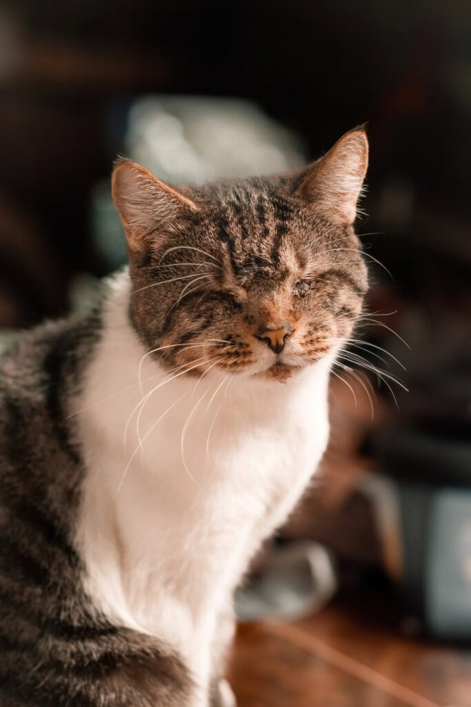blind tabby and white cat