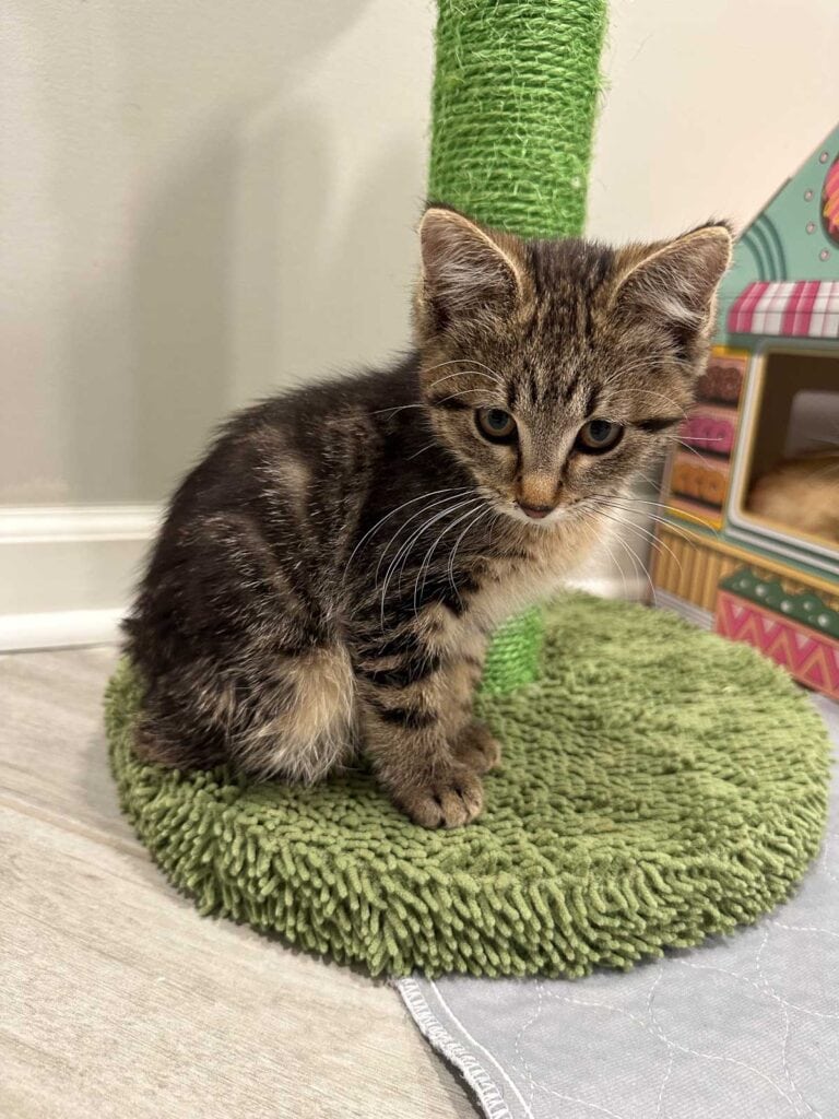 tabby kitten sitting on green cactus scratching post