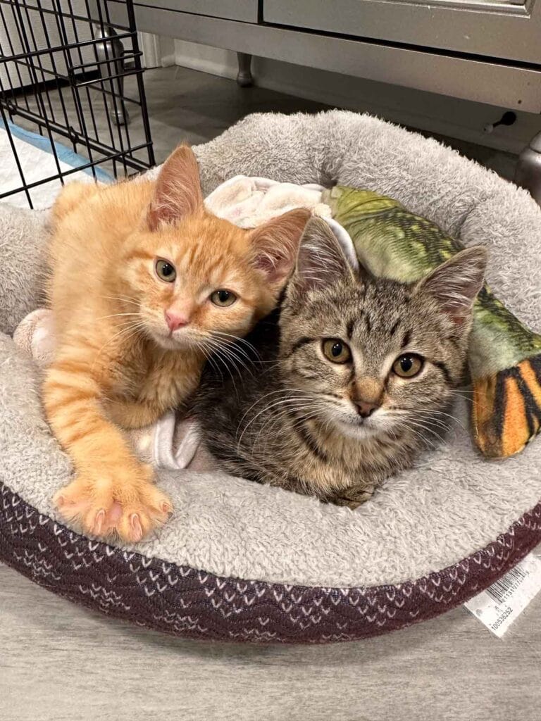 Orange tabby kitten and brown tabby kitten snuggled in bed looking at camera