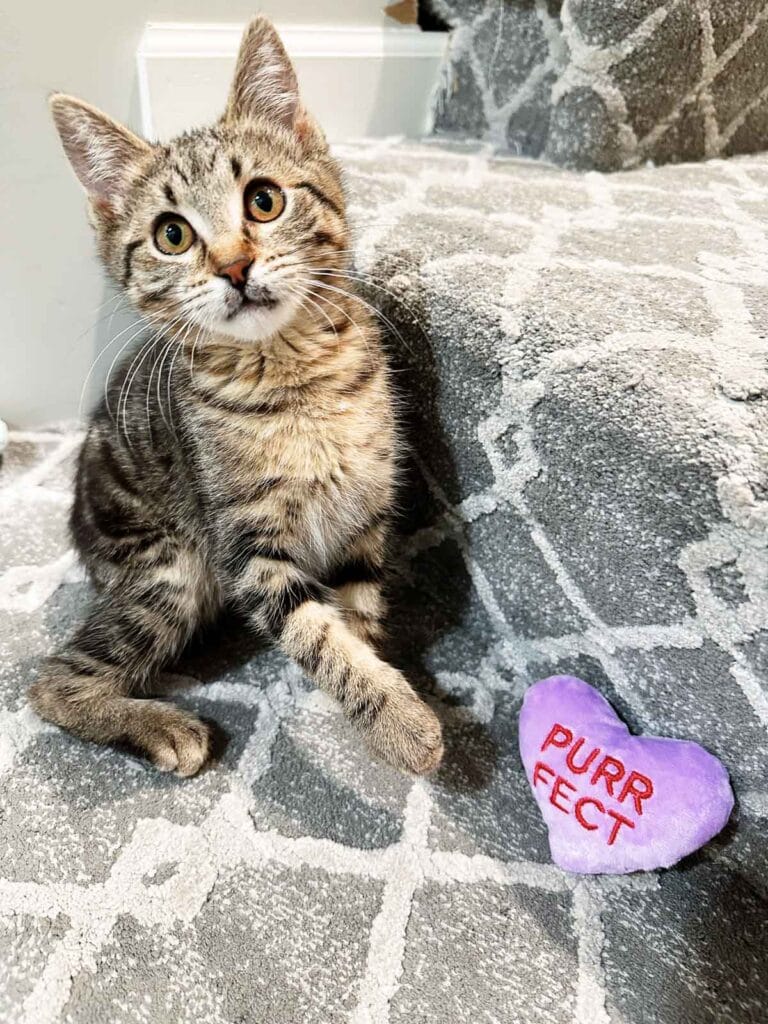 What is Manx Syndrome in Cats