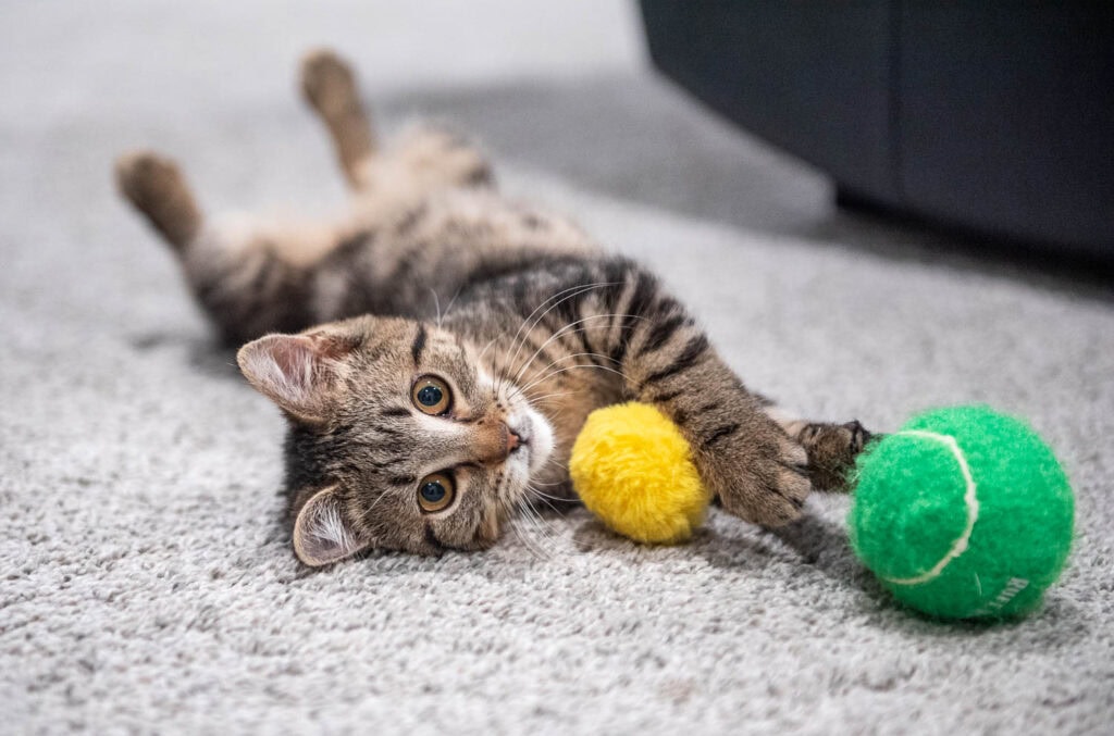 Tabby kitten playing with a yellow puff ball and a green tennis ball