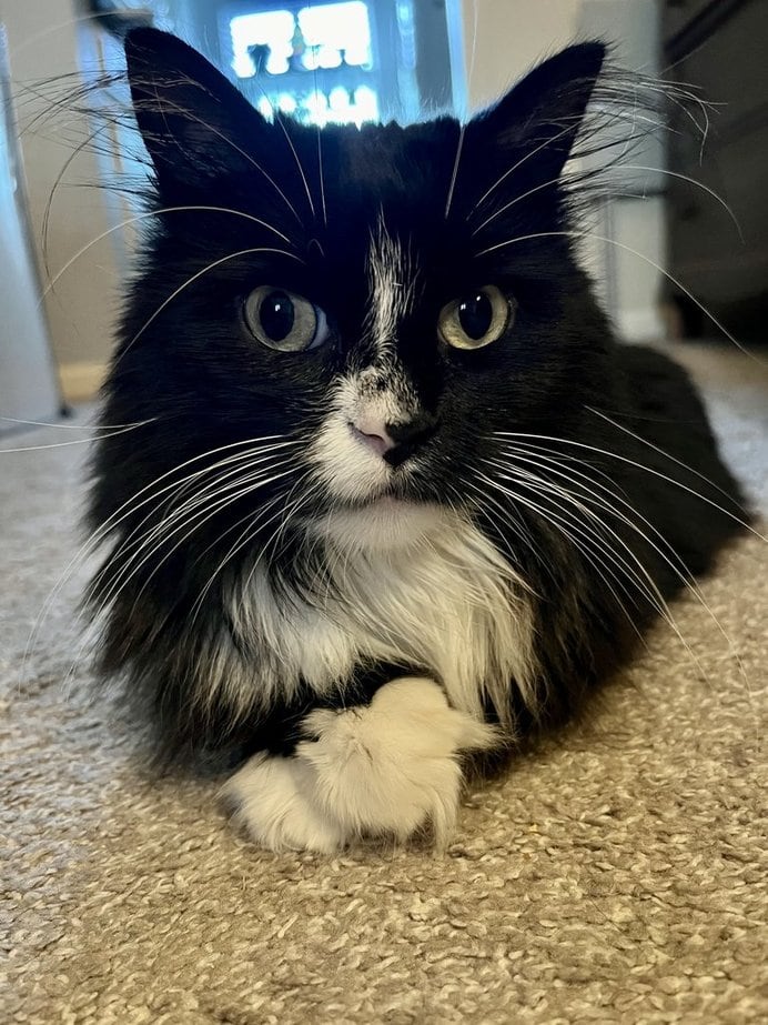 black and white tuxedo cat with Lon g whiskers laying on carpet