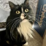 Living With a Cat With Cerebellar Hypoplasia: Jovie’s Story