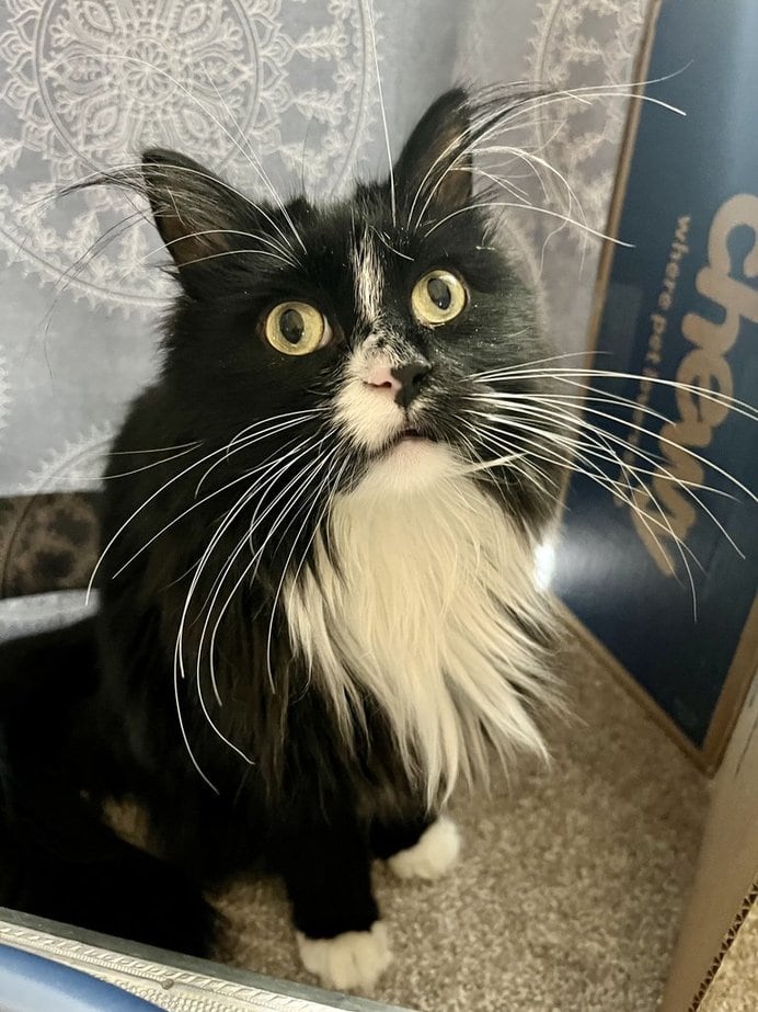 Living With a Cat With Cerebellar Hypoplasia: Jovie’s Story